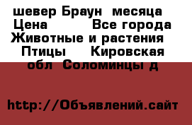 шевер Браун 2месяца › Цена ­ 200 - Все города Животные и растения » Птицы   . Кировская обл.,Соломинцы д.